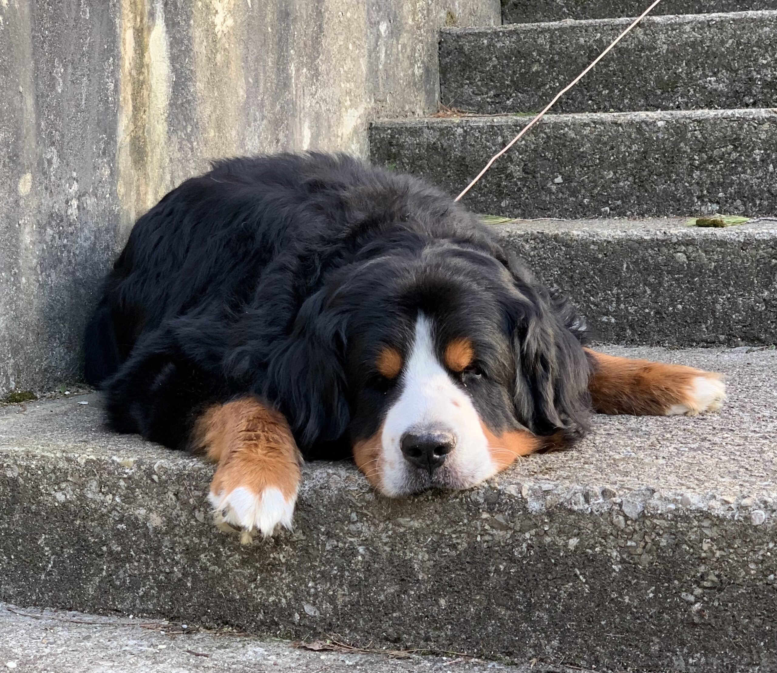 Energetic Tuukka Tuukka on the Stairs