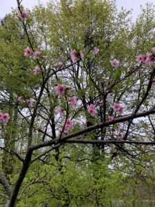 This is the peach tree we planted in our front yard thirteen years ago.