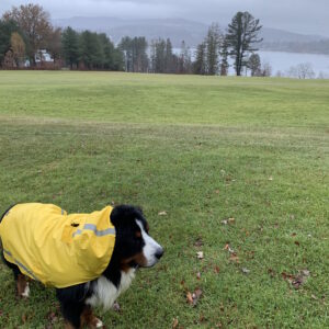 Dog in a Raincoat