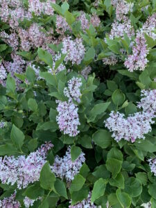 spring lilacs