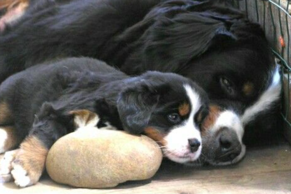Bernese puppy and mom