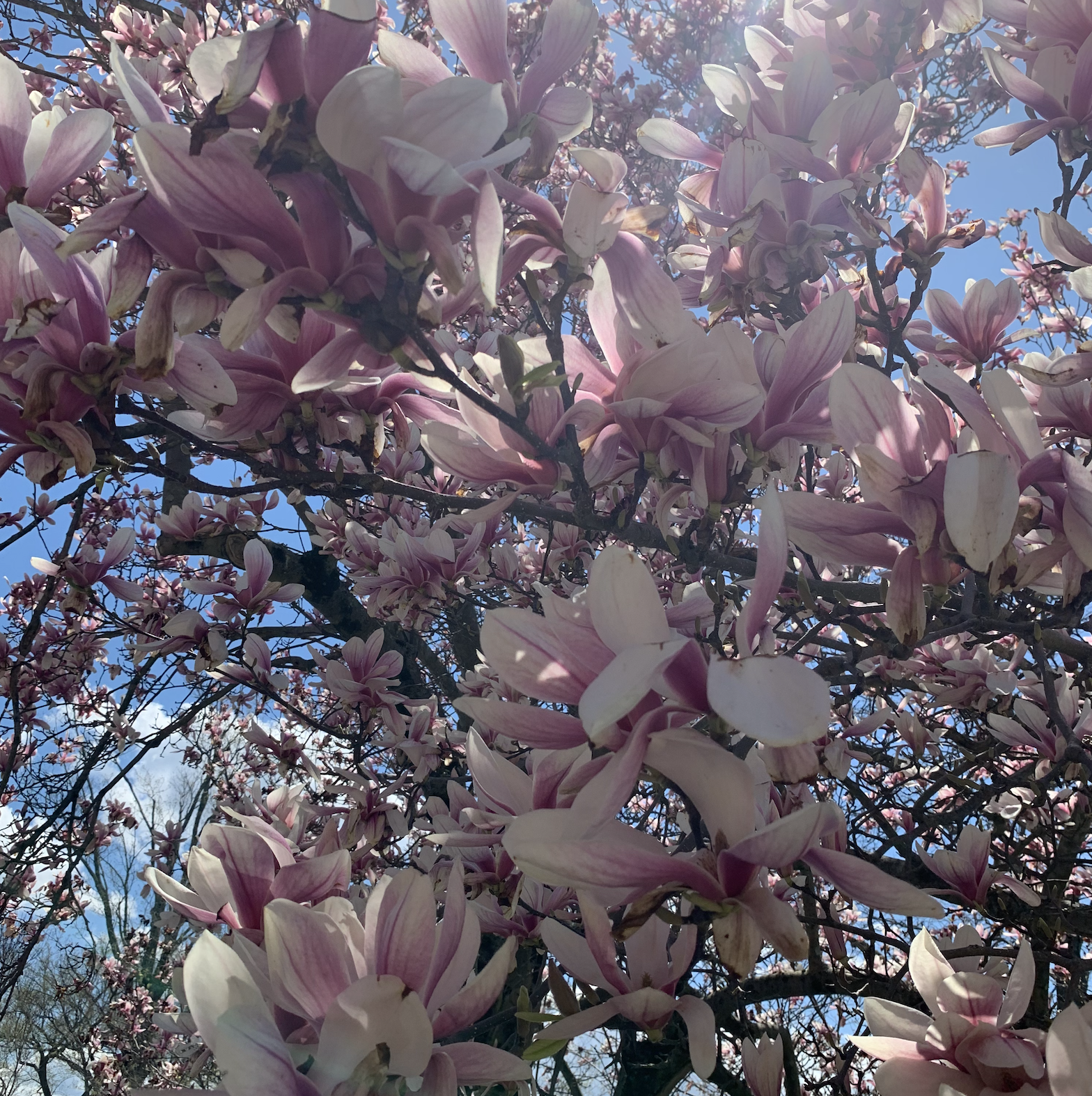 Screenshot 2025-10-26 at 9.09.04 AM